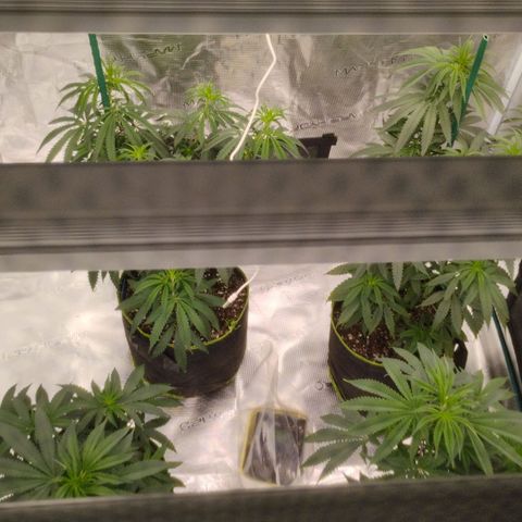 Cheese 🧀  and galaxy 500  #1 growlog timeline photo