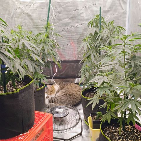 Cheese 🧀  and galaxy 500  #1 growlog timeline photo