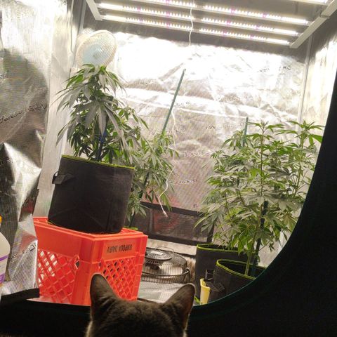Cheese 🧀  and galaxy 500  #1 growlog timeline photo