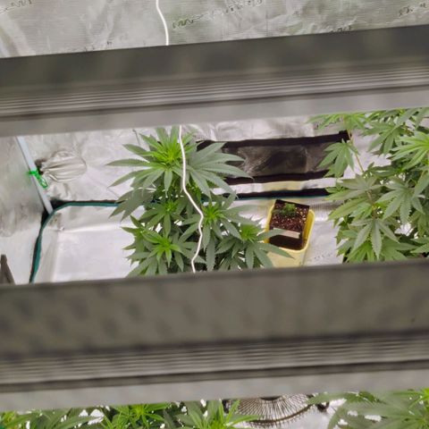 Cheese 🧀  and galaxy 500  #1 growlog timeline photo