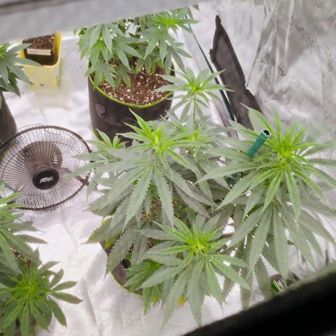 Cheese 🧀  and galaxy 500  #1 growlog timeline photo