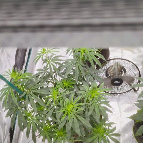 Cheese 🧀  and galaxy 500  #1 growlog timeline photo