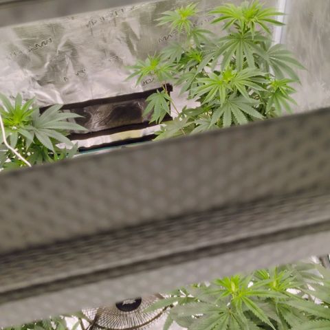 Cheese 🧀  and galaxy 500  #1 growlog timeline photo