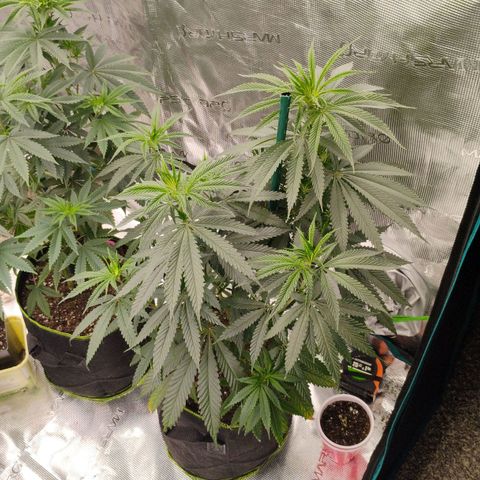 Cheese 🧀  and galaxy 500  #1 growlog timeline photo