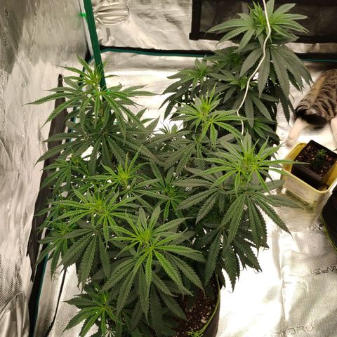 Cheese 🧀  and galaxy 500  #1 growlog timeline photo