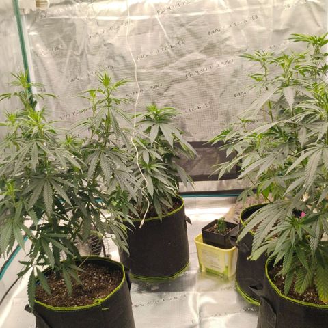 Cheese 🧀  and galaxy 500  #1 growlog timeline photo