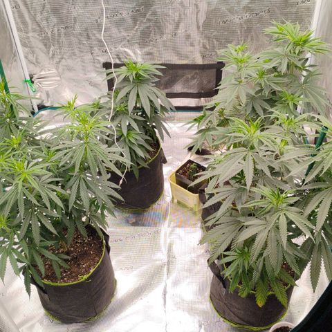 Cheese 🧀  and galaxy 500  #1 growlog timeline photo