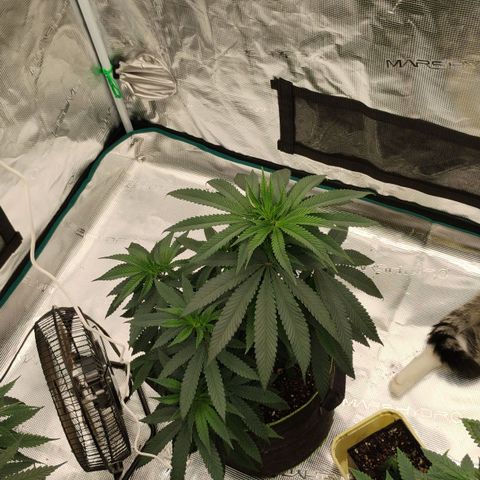 Cheese 🧀  and galaxy 500  #1 growlog timeline photo