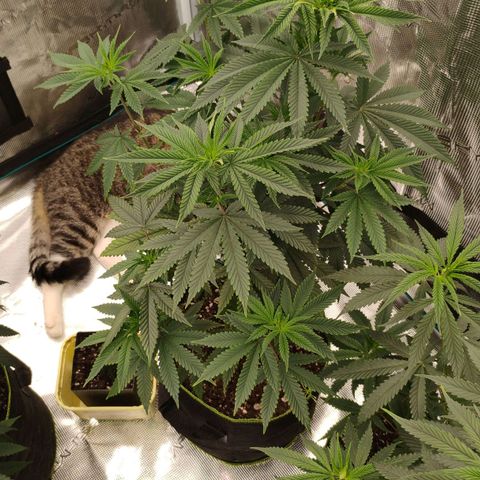 Cheese 🧀  and galaxy 500  #1 growlog timeline photo