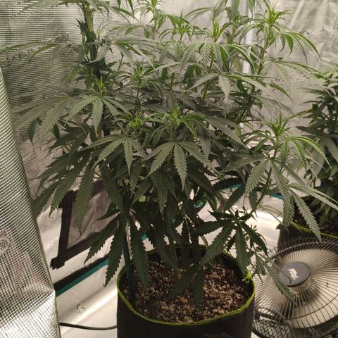 Cheese 🧀  and galaxy 500  #1 growlog timeline photo