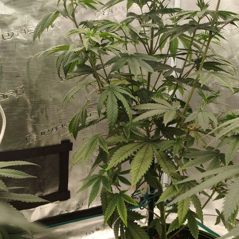 Cheese 🧀  and galaxy 500  #1 growlog timeline photo