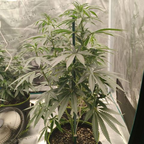 Cheese 🧀  and galaxy 500  #1 growlog timeline photo