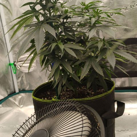 Cheese 🧀  and galaxy 500  #1 growlog timeline photo