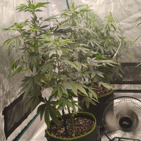 Cheese 🧀  and galaxy 500  #1 growlog timeline photo