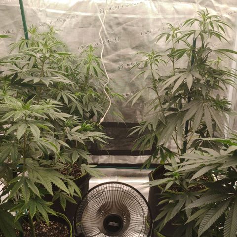 Cheese 🧀  and galaxy 500  #1 growlog timeline photo