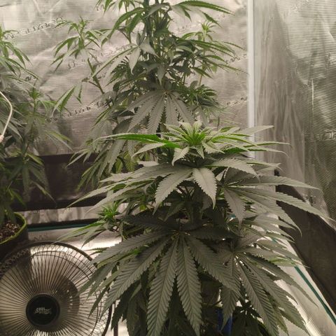 Cheese 🧀  and galaxy 500  #1 growlog timeline photo