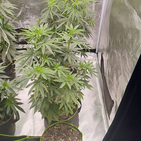 Cheese 🧀  and galaxy 500  #1 growlog timeline photo