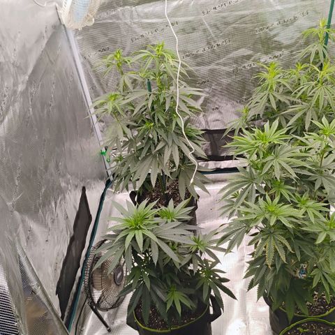 Cheese 🧀  and galaxy 500  #1 growlog timeline photo
