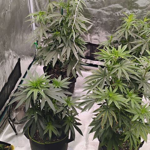 Cheese 🧀  and galaxy 500  #1 growlog timeline photo