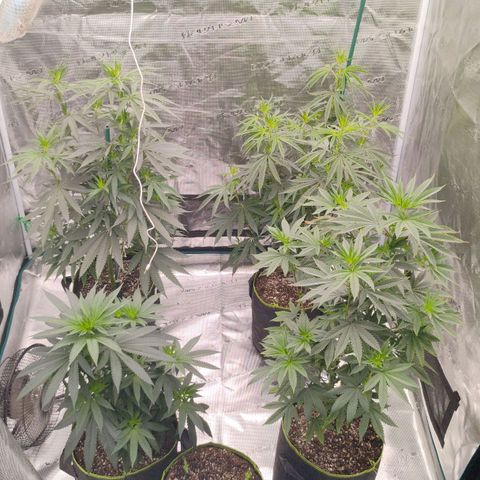 Cheese 🧀  and galaxy 500  #1 growlog photo: 2nd day of flowering and the stretch has already gone up about 2 inches in one night 
