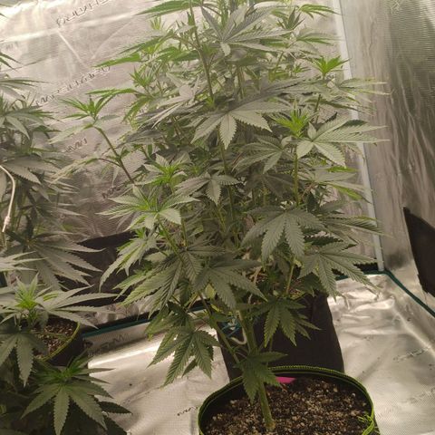 Cheese 🧀  and galaxy 500  #1 growlog photo: 2nd day of flowering and the stretch has already gone up about 2 inches in one night 