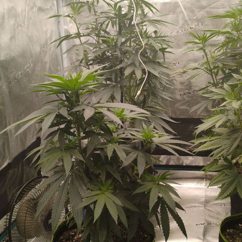 Cheese 🧀  and galaxy 500  #1 growlog photo: 2nd day of flowering and the stretch has already gone up about 2 inches in one night 