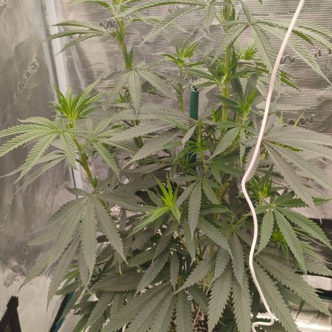 Cheese 🧀  and galaxy 500  #1 growlog photo: 2nd day of flowering and the stretch has already gone up about 2 inches in one night 
