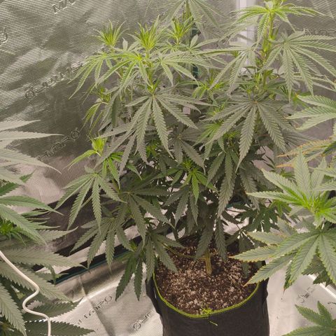 Cheese 🧀  and galaxy 500  #1 growlog photo: 2nd day of flowering and the stretch has already gone up about 2 inches in one night 