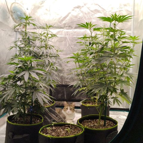 Cheese 🧀  and galaxy 500  #1 growlog timeline photo