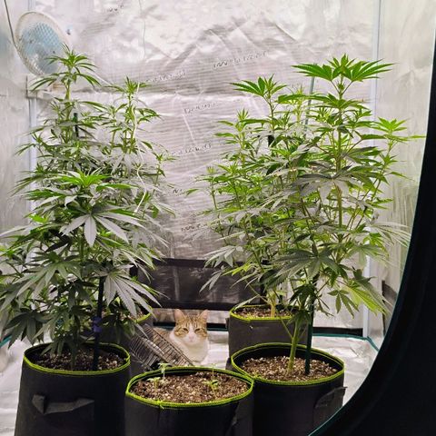 Cheese 🧀  and galaxy 500  #1 growlog timeline photo