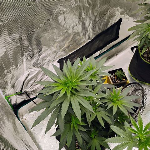 Cheese 🧀  and galaxy 500  #1 growlog timeline photo