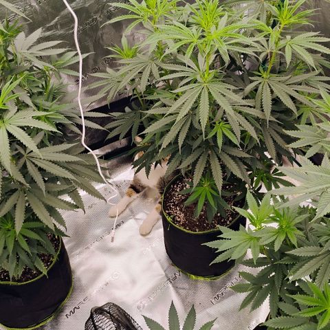 Cheese 🧀  and galaxy 500  #1 growlog timeline photo