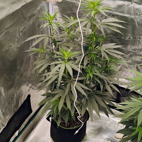Cheese 🧀  and galaxy 500  #1 growlog timeline photo