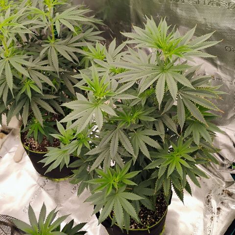 Cheese 🧀  and galaxy 500  #1 growlog timeline photo