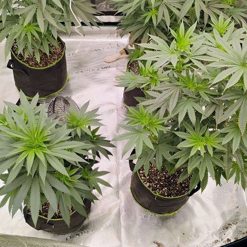 Cheese 🧀  and galaxy 500  #1 growlog timeline photo