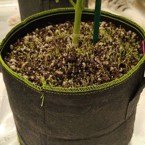 Cheese 🧀  and galaxy 500  #1 growlog timeline photo