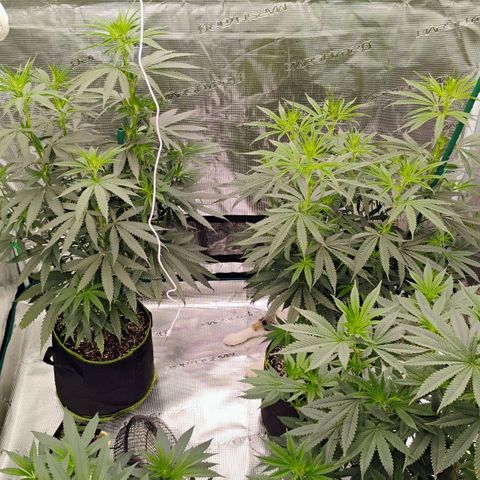 Cheese 🧀  and galaxy 500  #1 growlog timeline photo