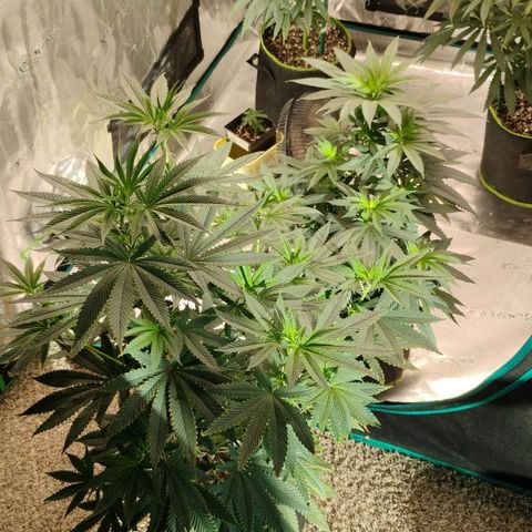 Cheese 🧀  and galaxy 500  #1 growlog timeline photo