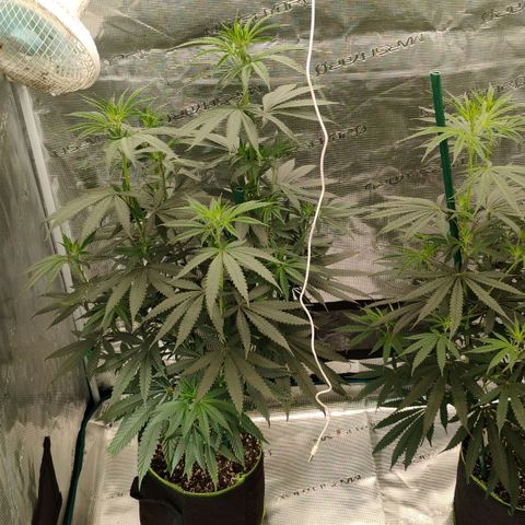 Cheese 🧀  and galaxy 500  #1 growlog timeline photo