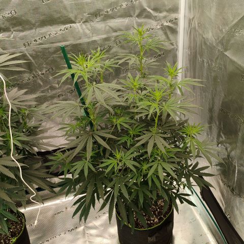 Cheese 🧀  and galaxy 500  #1 growlog timeline photo