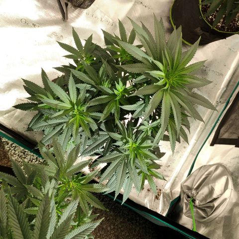 Cheese 🧀  and galaxy 500  #1 growlog timeline photo