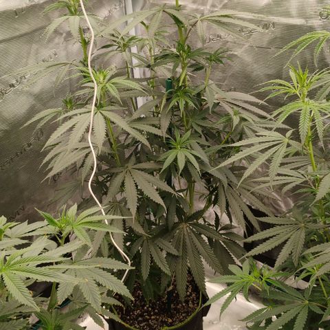 Cheese 🧀  and galaxy 500  #1 growlog timeline photo