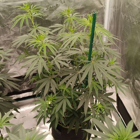 Cheese 🧀  and galaxy 500  #1 growlog timeline photo