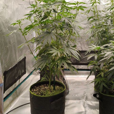 Cheese 🧀  and galaxy 500  #1 growlog timeline photo