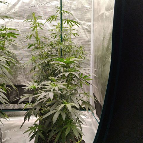 Cheese 🧀  and galaxy 500  #1 growlog timeline photo
