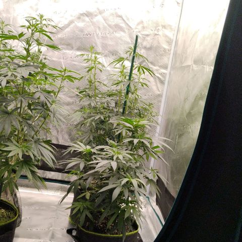 Cheese 🧀  and galaxy 500  #1 growlog timeline photo