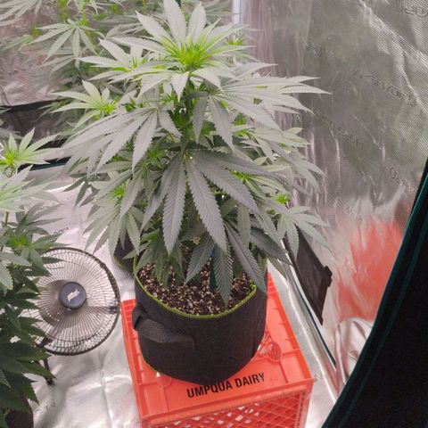 Cheese 🧀  and galaxy 500  #1 growlog timeline photo