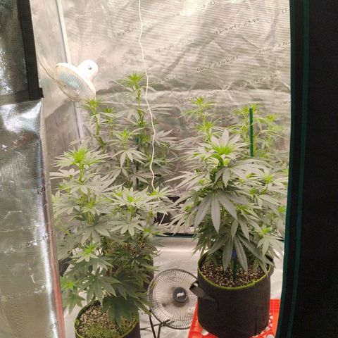 Cheese 🧀  and galaxy 500  #1 growlog timeline photo