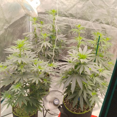 Cheese 🧀  and galaxy 500  #1 growlog timeline photo