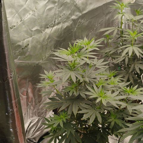 Cheese 🧀  and galaxy 500  #1 growlog timeline photo